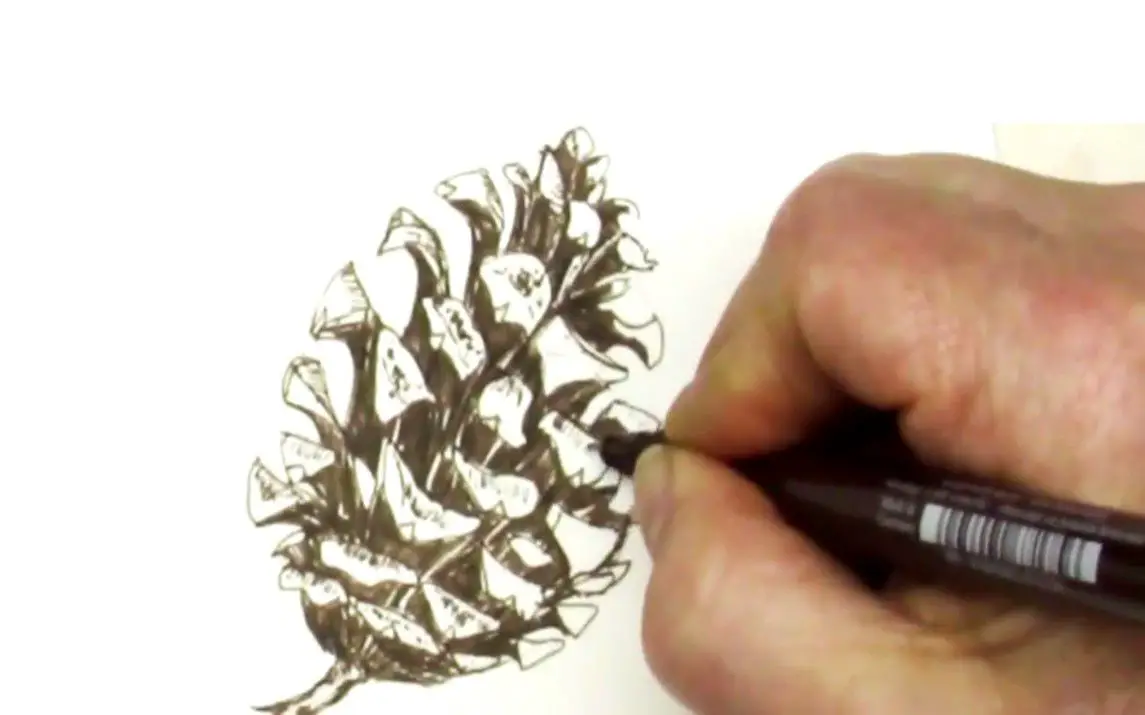 Quick Pen Sketch of a Pinecone