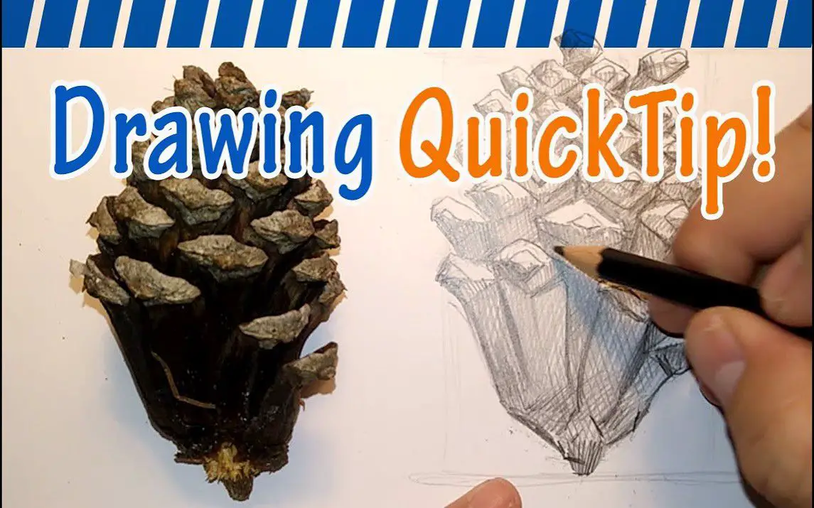 Simple Pinecone Drawing Tips for Beginners