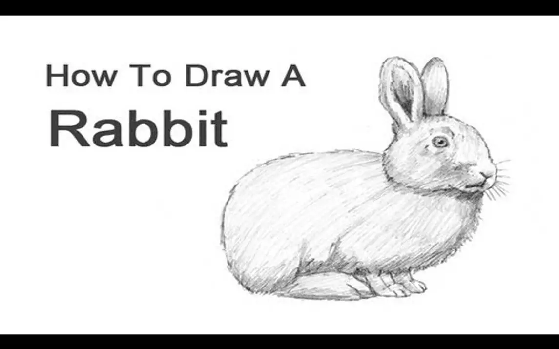 Detailed Rabbit Drawing Tutorial