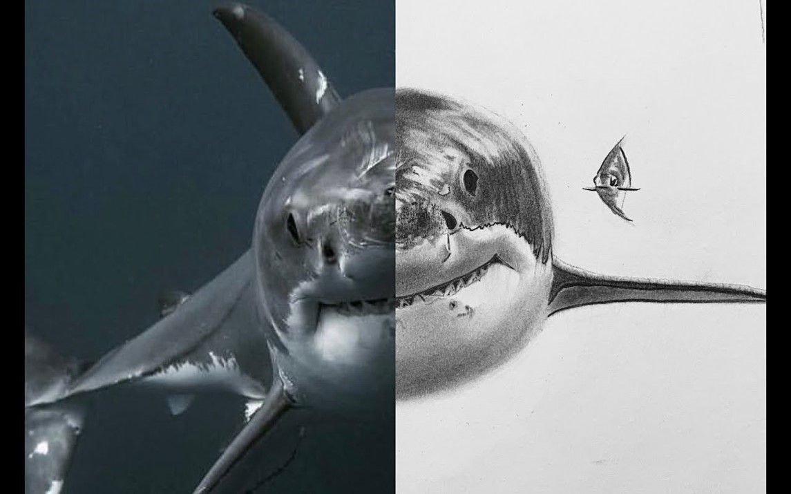 Step by Step Tutorial on How to Draw a Realistic Shark