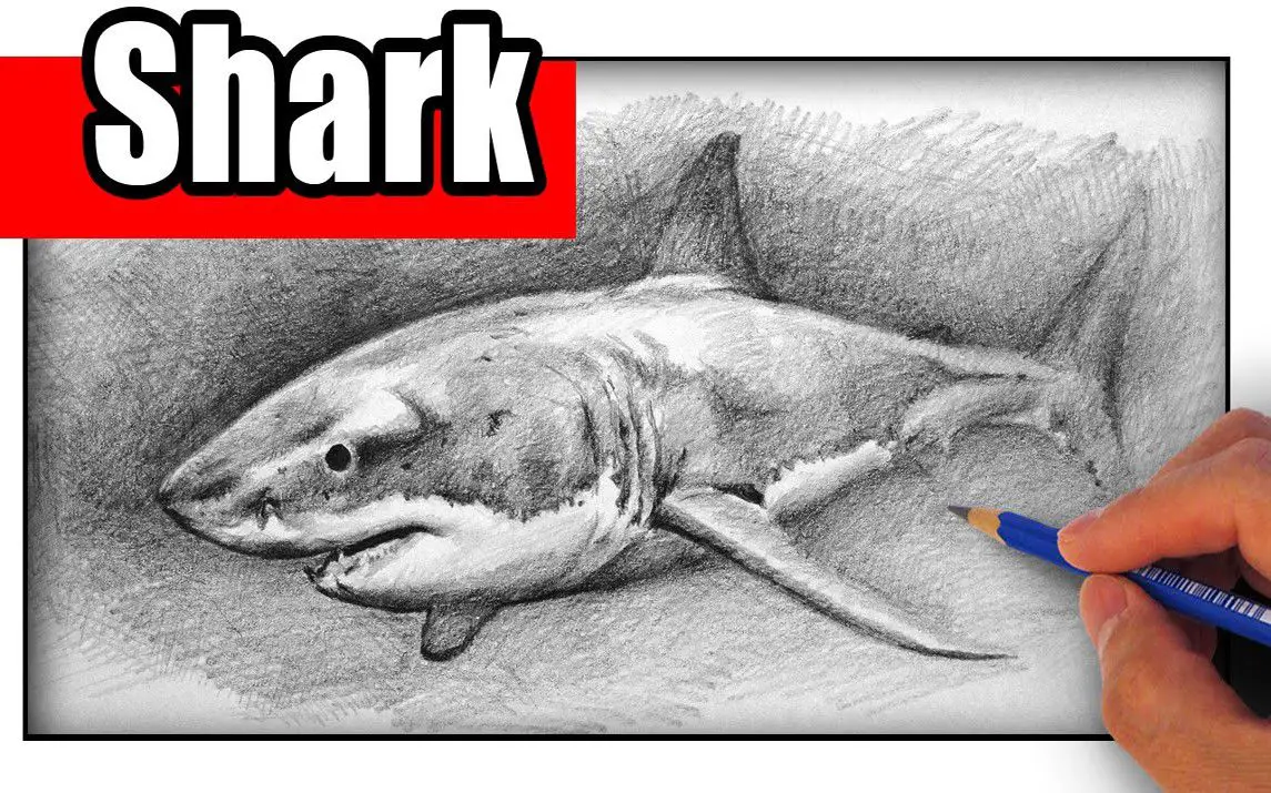 Realistic Shark Sketching Tutorial