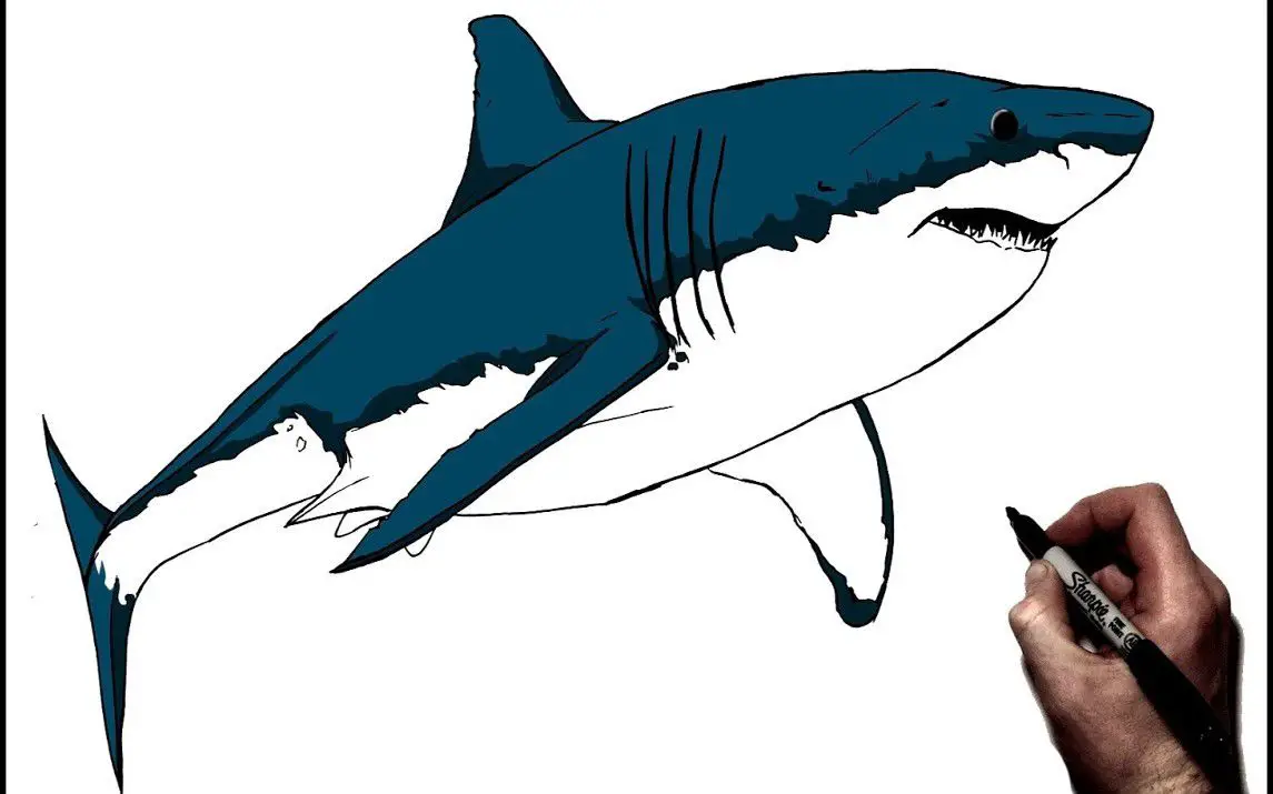 Step by Step Shark Drawing Tutorial