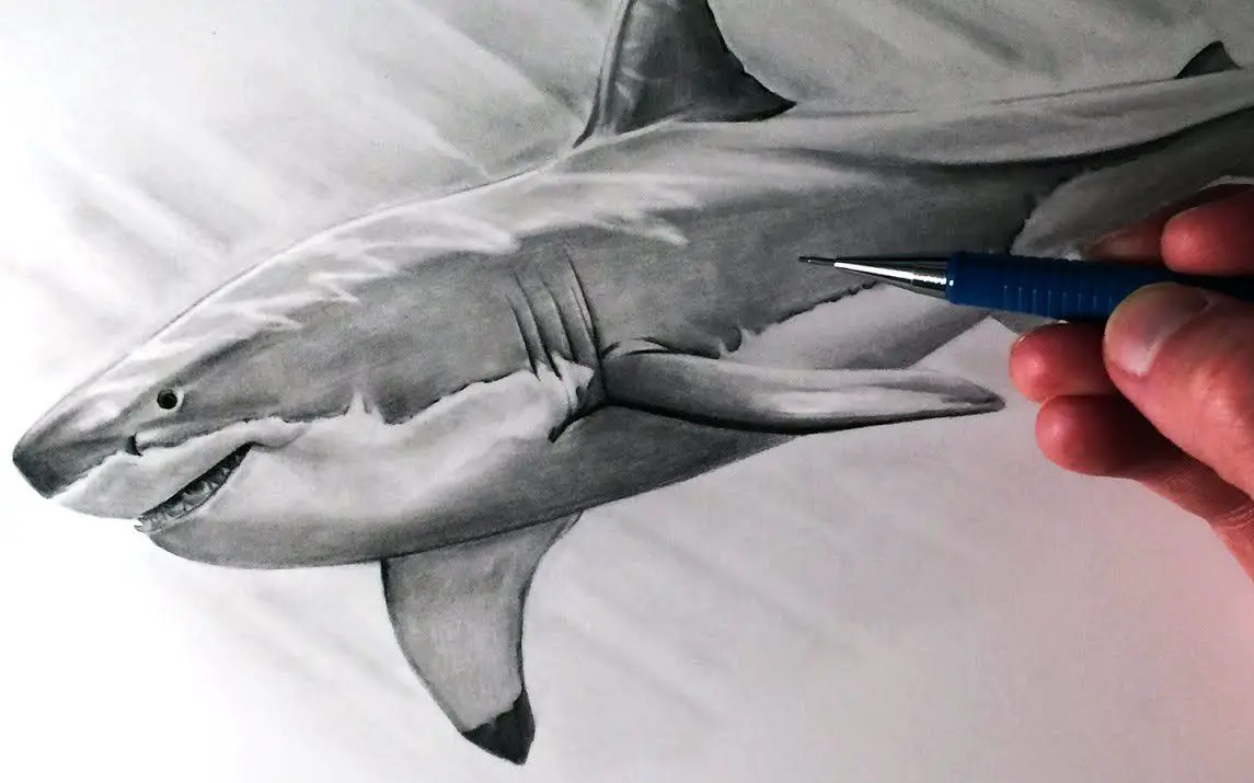 Stunning Lifelike Sketch of a Great White Shark