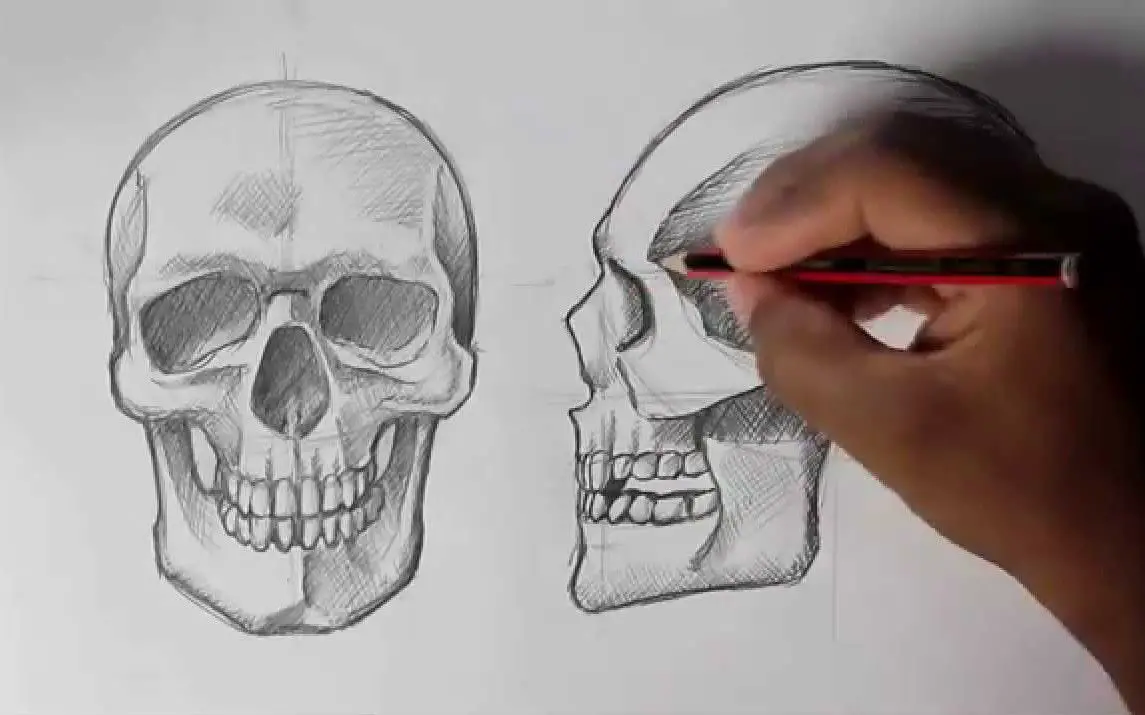 Front and Side Profiles of the Human Skull