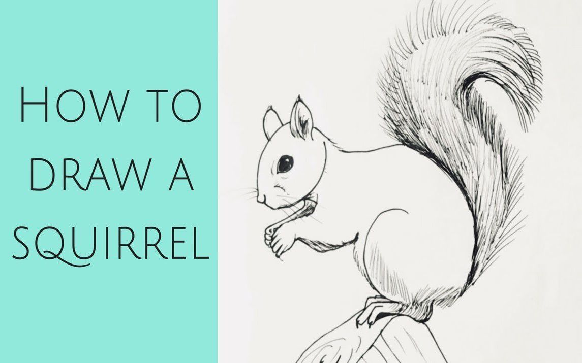 Squirrel Drawing Tutorial for Beginners