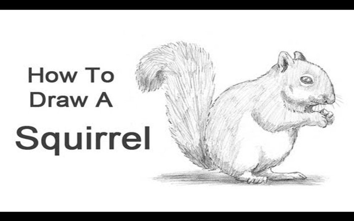 Realistic Squirrel Sketch for Beginners