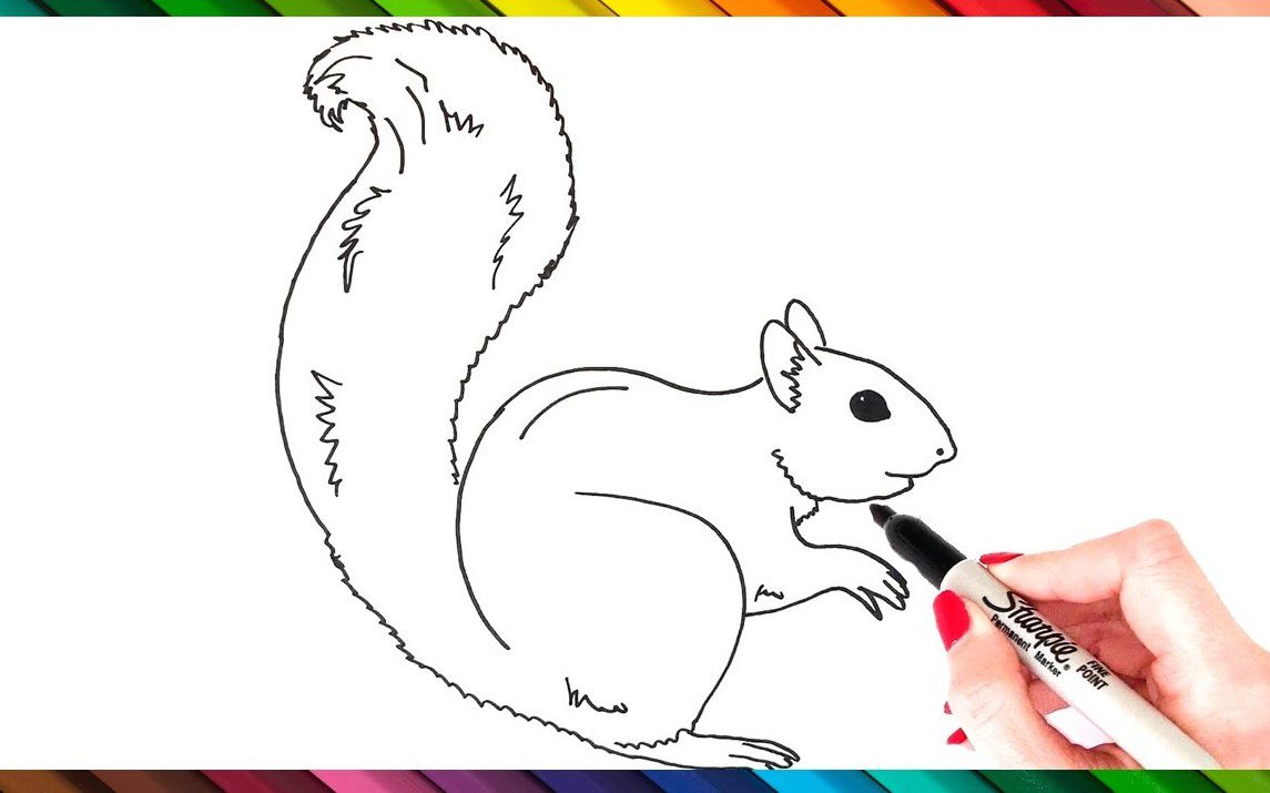Quick and Easy Squirrel Drawing
