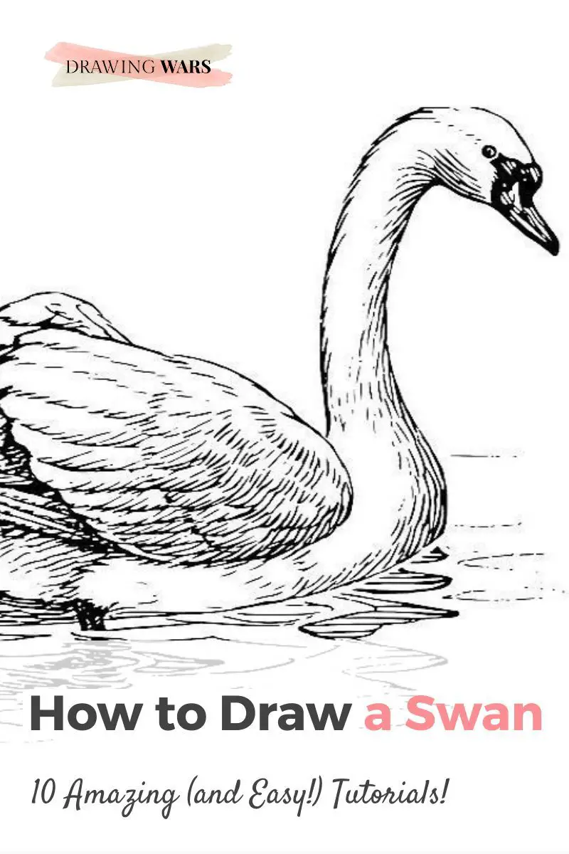 How To Draw A Swan: 10 Amazing and Easy Tutorials! Thumbnail