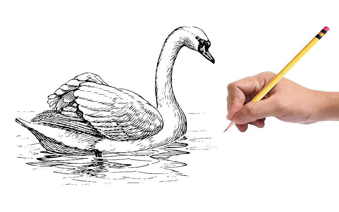 Beautiful Sketch of a Swan in Water