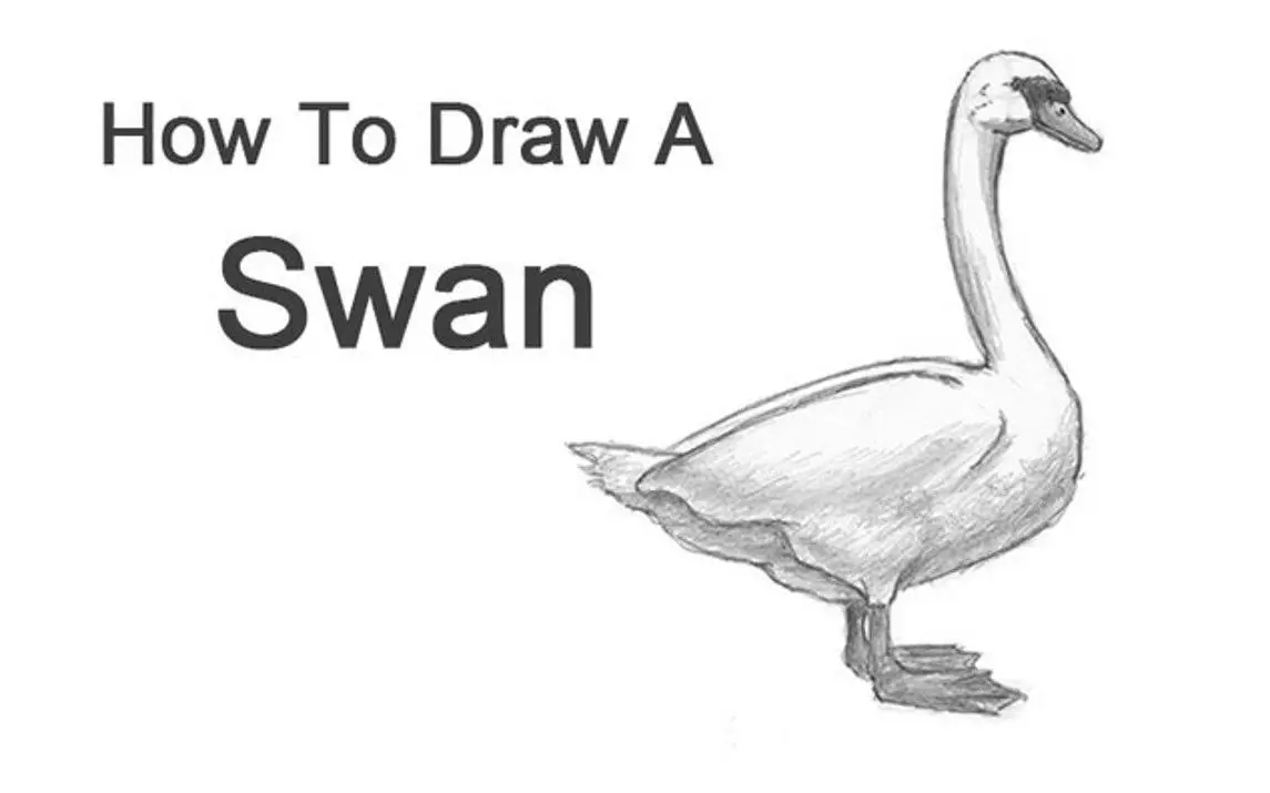 Simple Drawing of a Swan