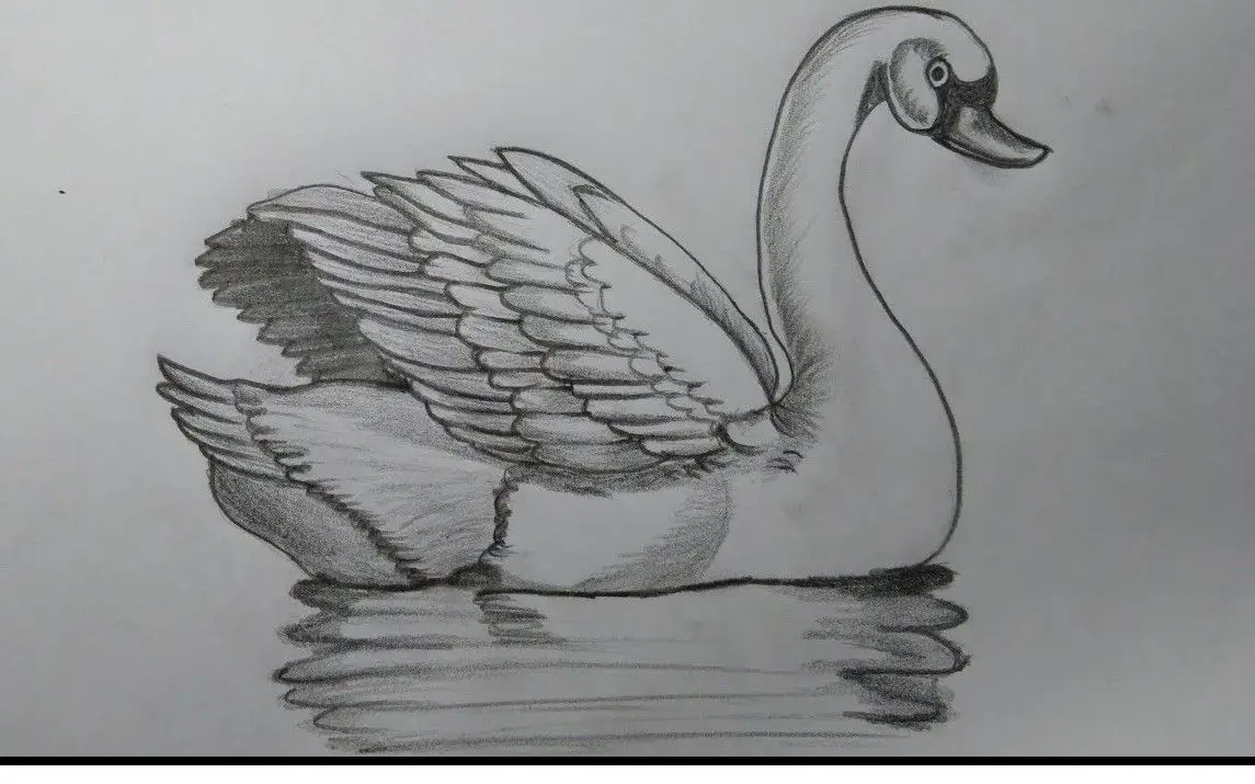 Step by Step Swan Drawing Tutorial