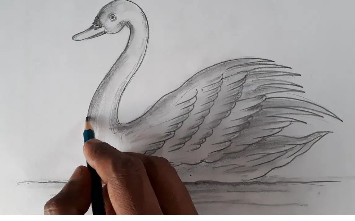 Realistic Sketch of a Swan