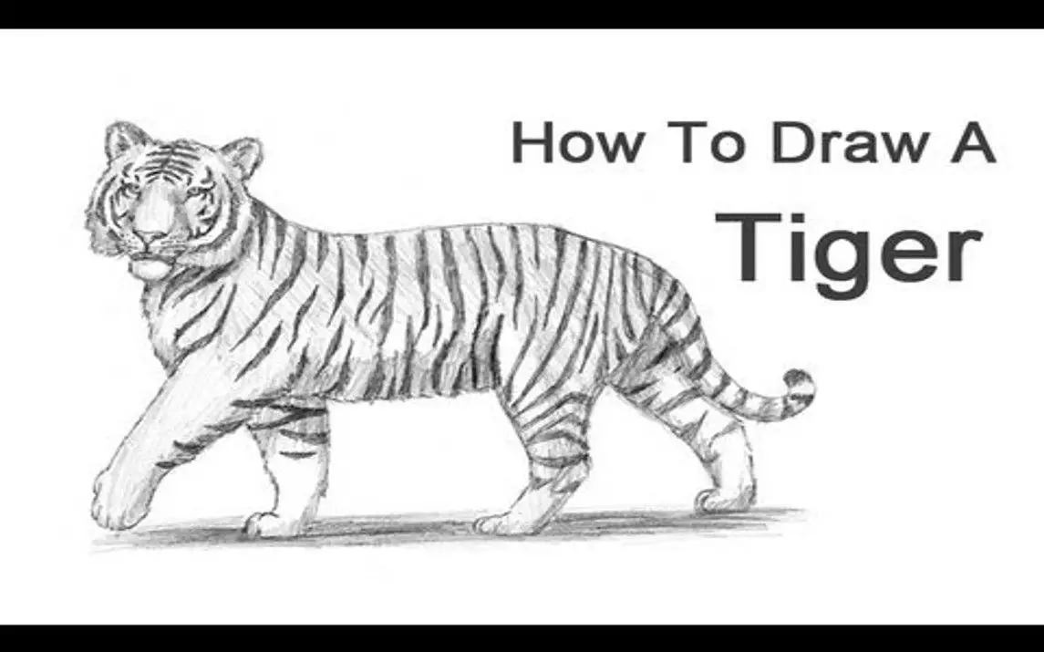 Realistic Tiger Drawing for Beginners