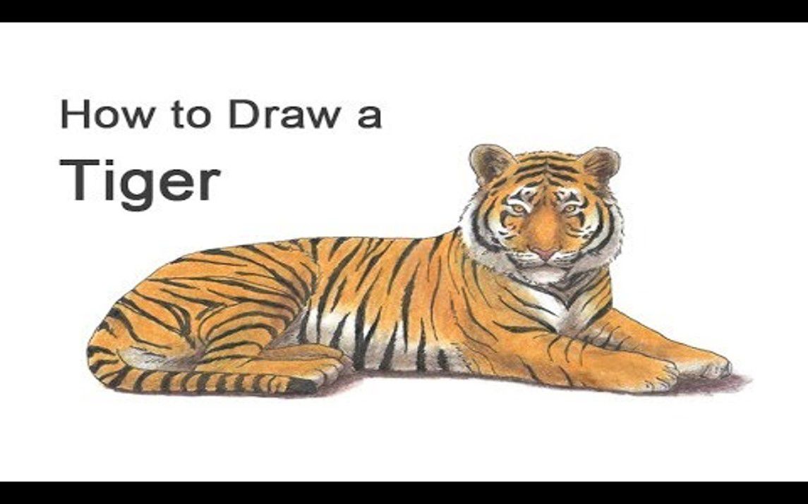 Sitting Tiger Drawing