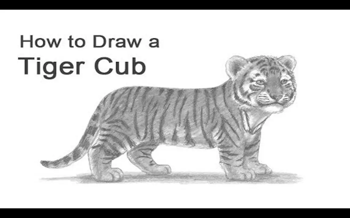 Realistic Tiger Cub Drawing