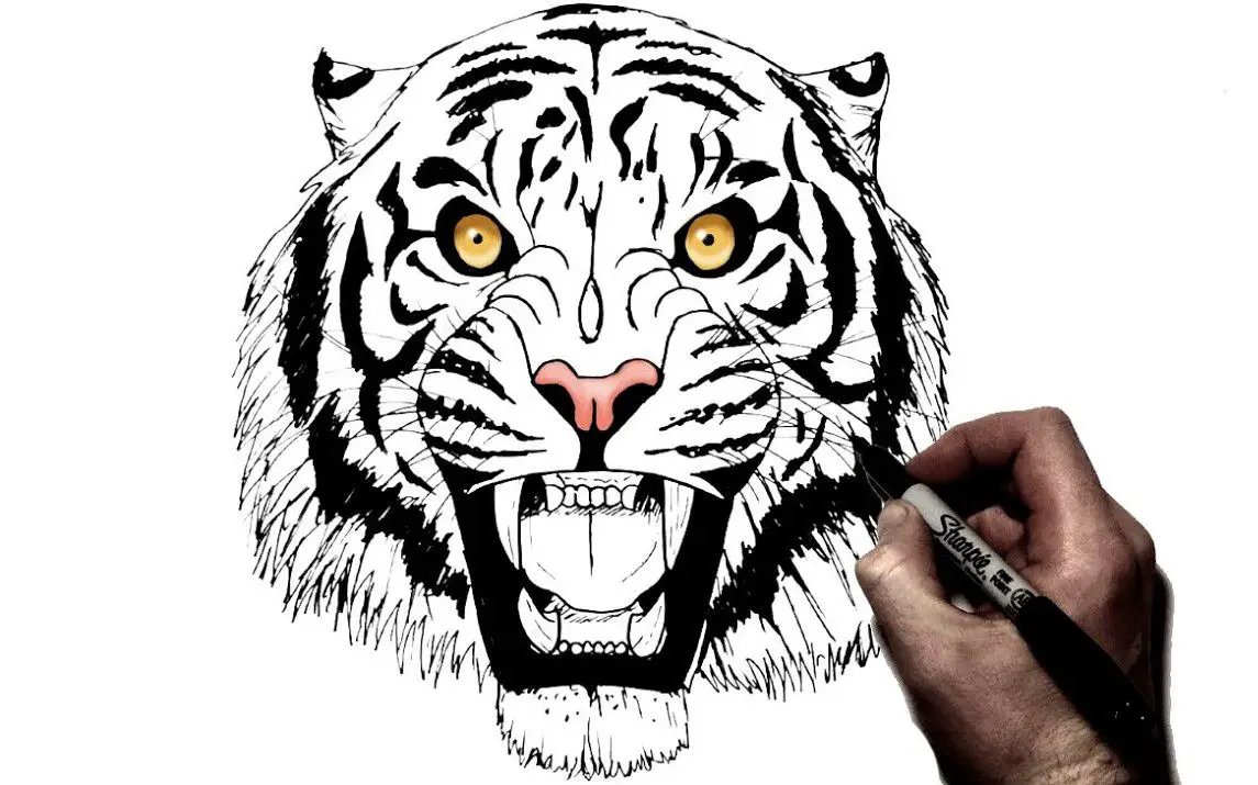 Drawing a Lifelike Roaring Tiger