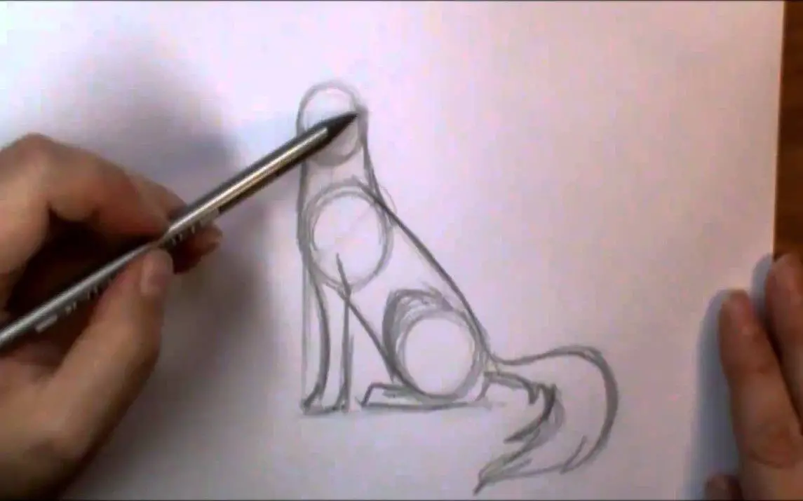 Step by Step Wolf Drawing