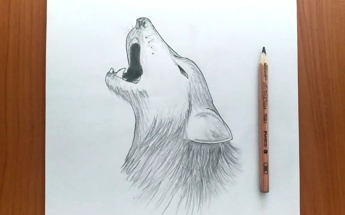 Howling Wolf Drawing