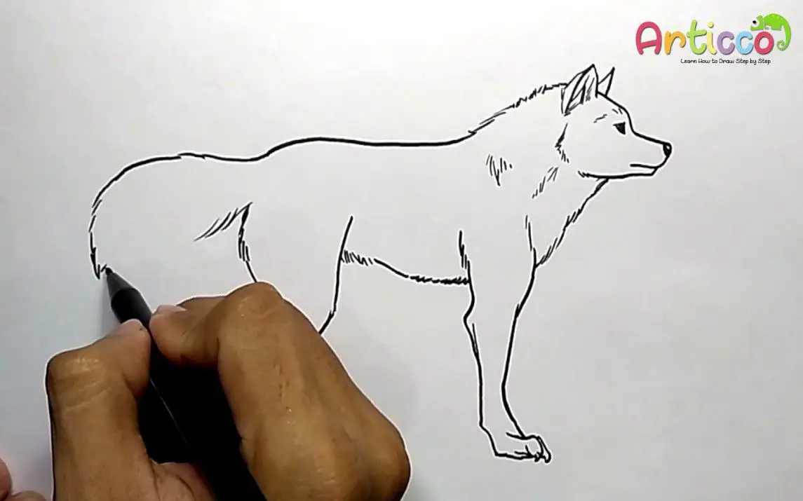 Simple Line Drawing of a Wolf
