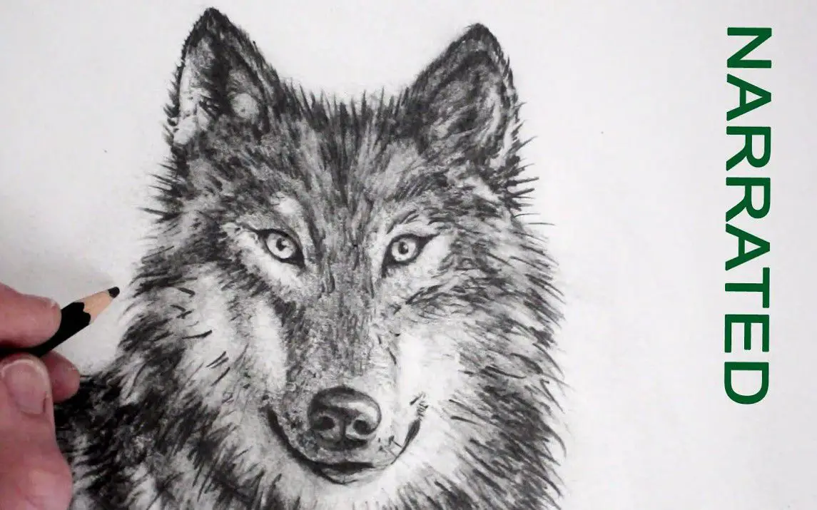 Realistic Wolf Drawing Tutorial