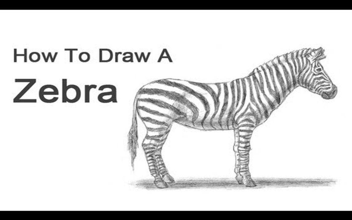 Realistic Zebra Drawing Beginners