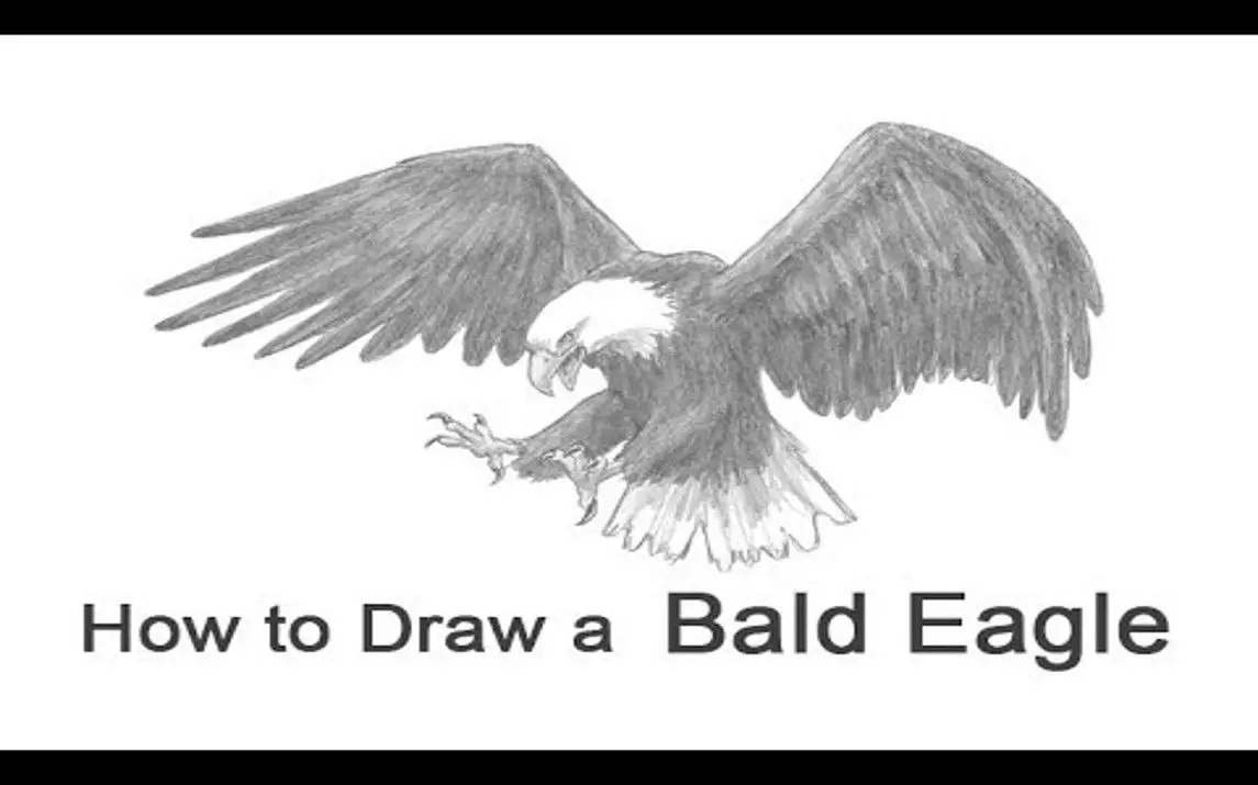 Portrait of an Heir - Bald Eagle — The Pencil Artwork of Kevin Johnson