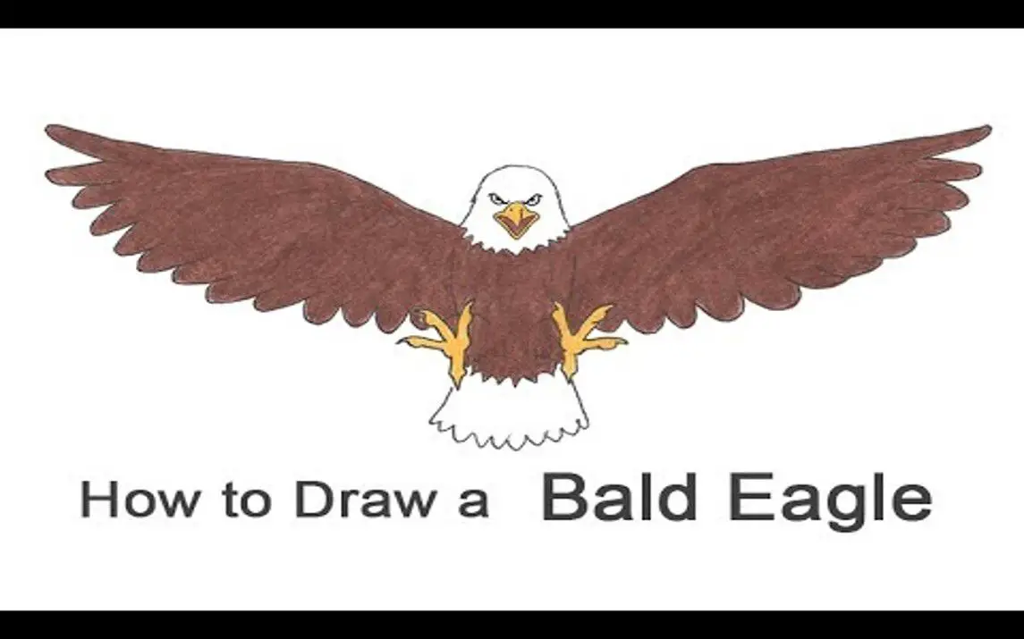 Easy Bald Eagle Drawing Tutorial