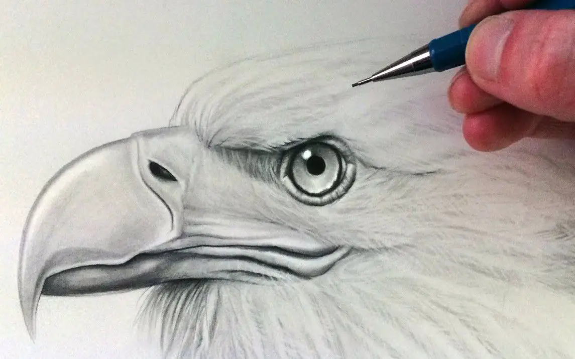 Realistic Sketch of an Eagle’s Head