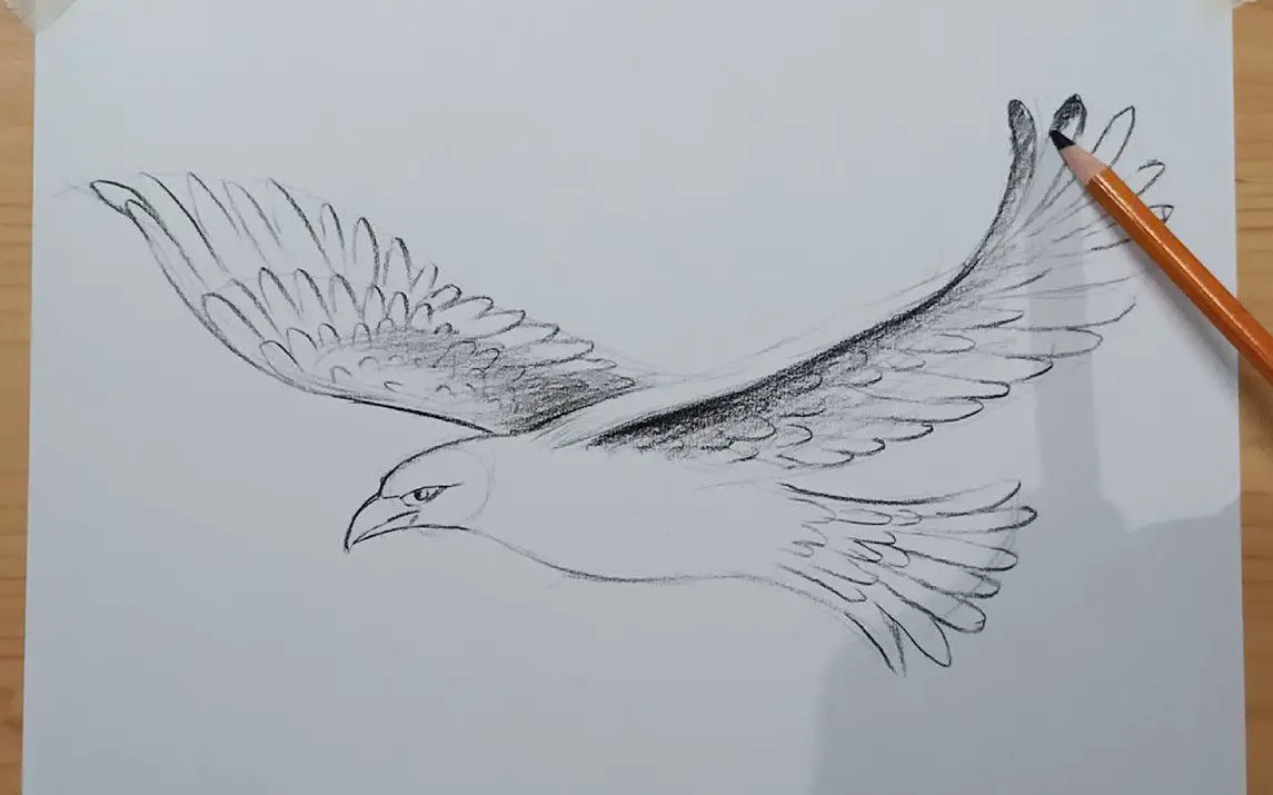 Step by Step Flying Eagle Drawing Tutorial
