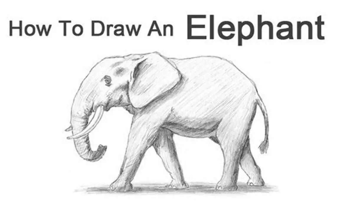 Simple Way to Draw a Realistic Looking Elephant