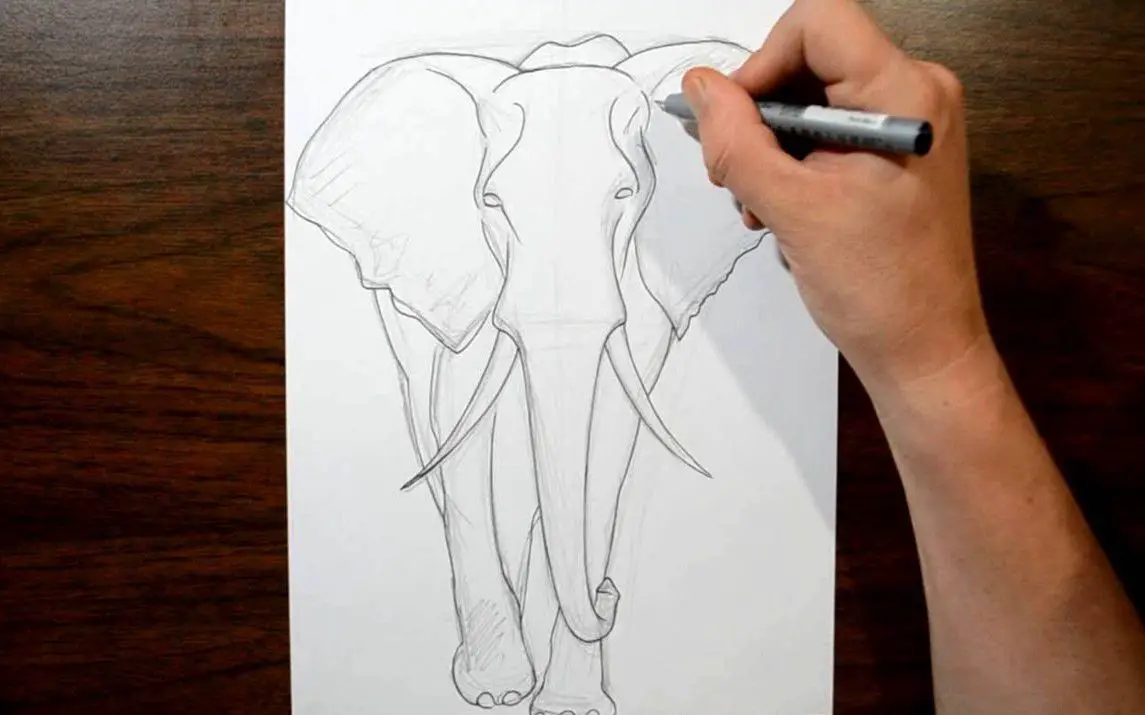 Realistic Elephant Line Art