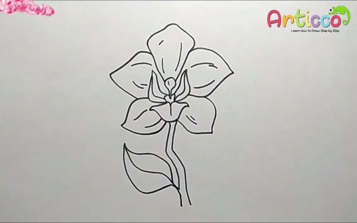 Orchid Drawing for Kids