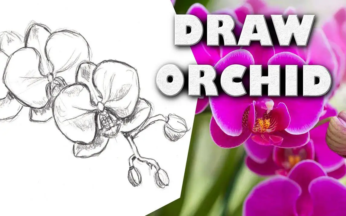 Step by Step Orchid Drawing Tutorial