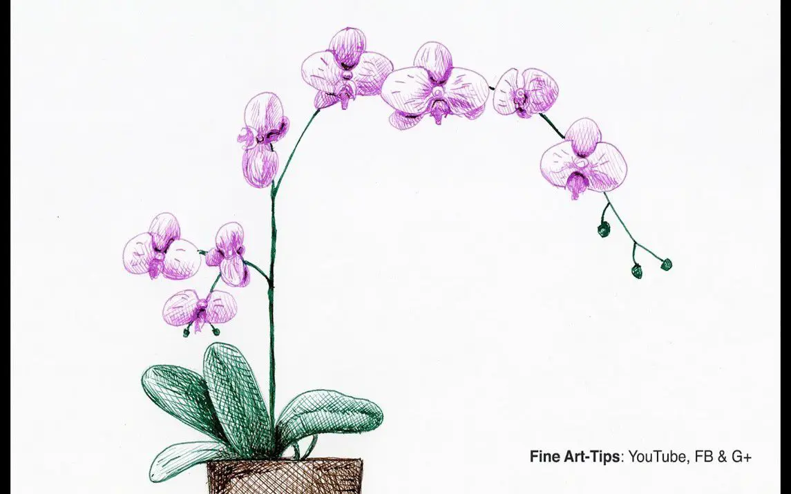 Drawing an Orchid Plant with Pen and Ink