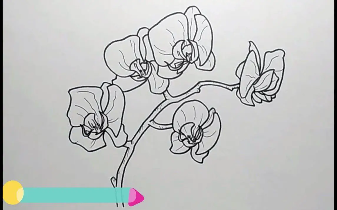 Easy Drawing of an Orchid Branch