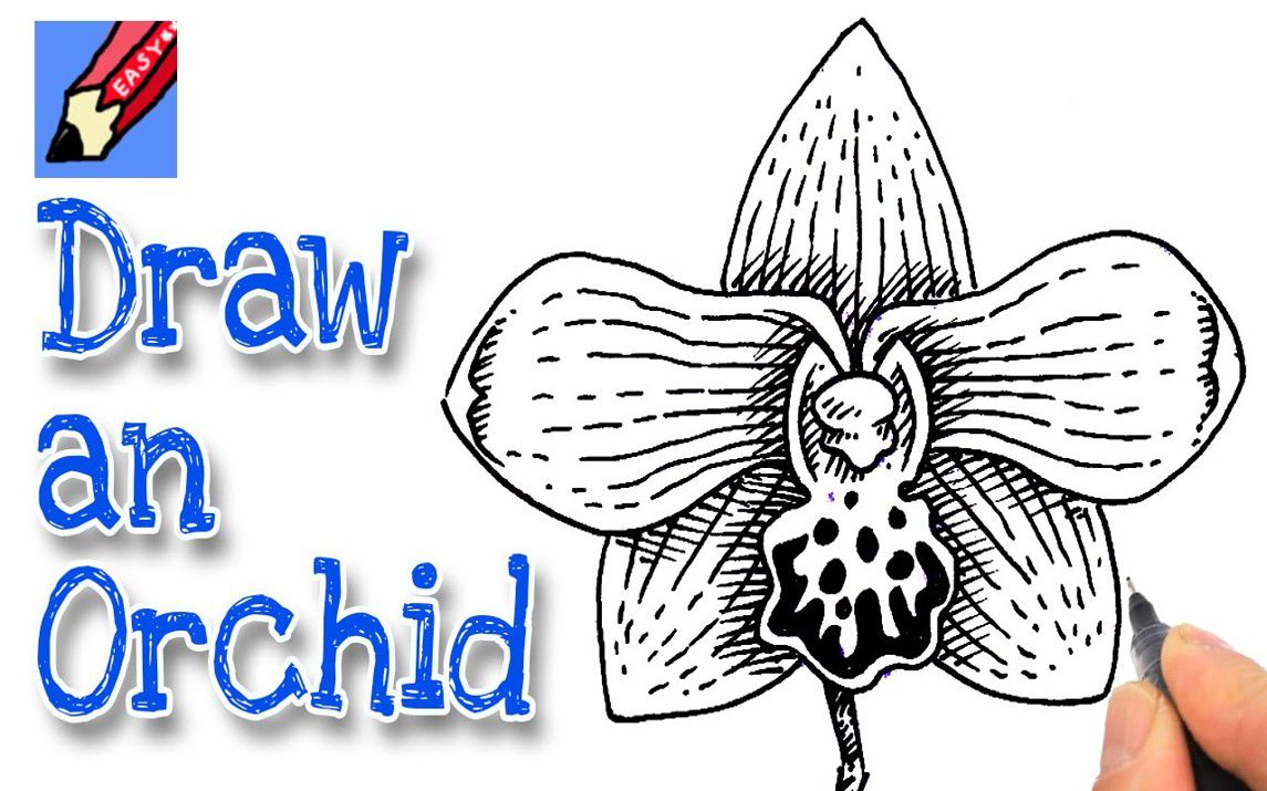 Detailed Drawing of an Orchid