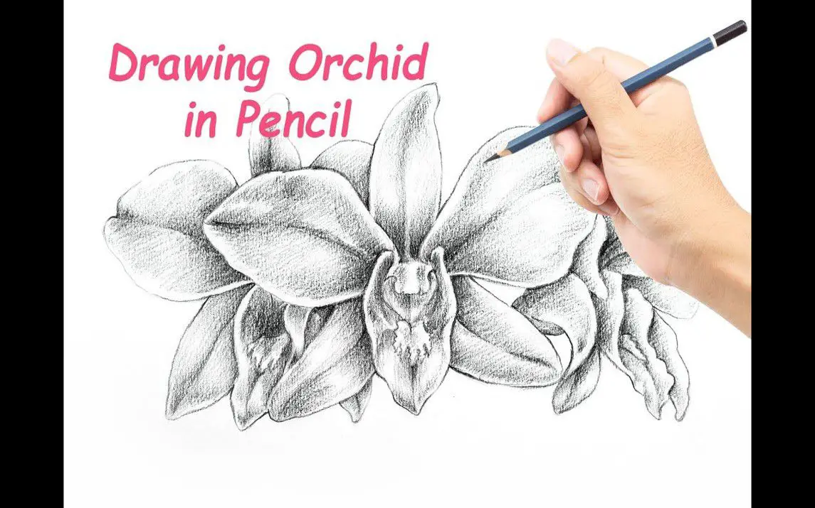 Realistic Orchid Drawing Demonstration