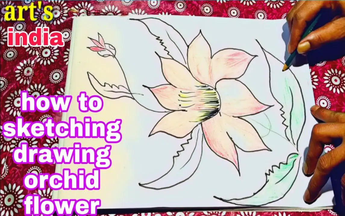 Orchid Drawing Tutorial for Beginners