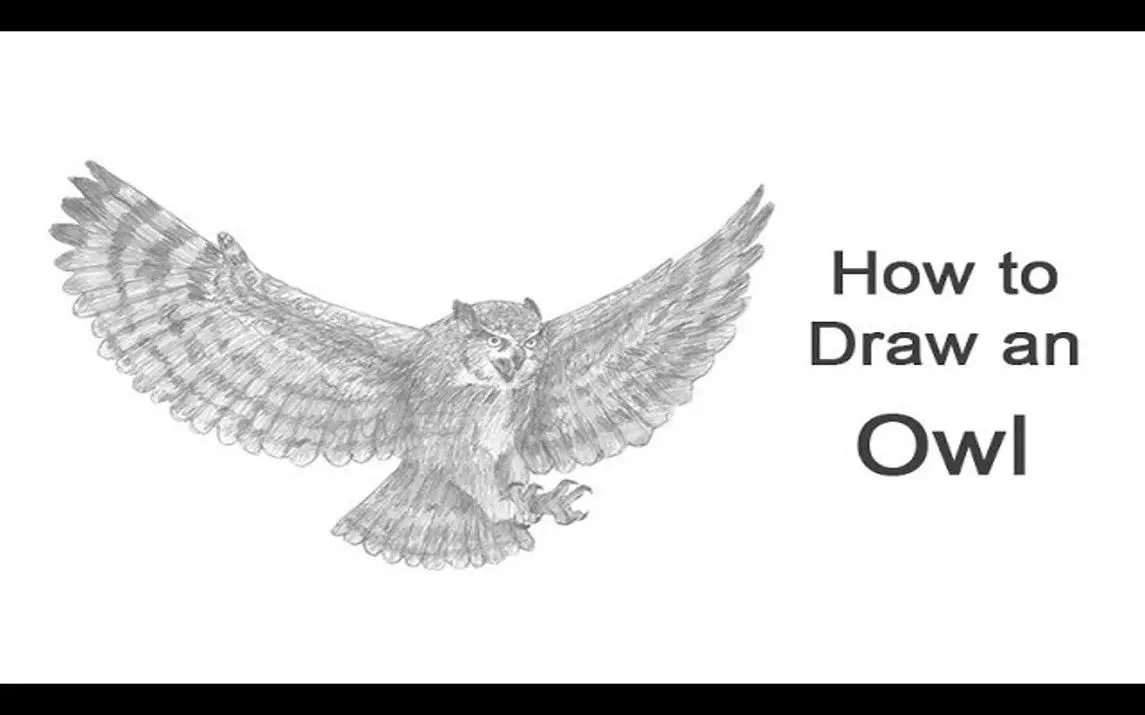 Flying Owl Drawing