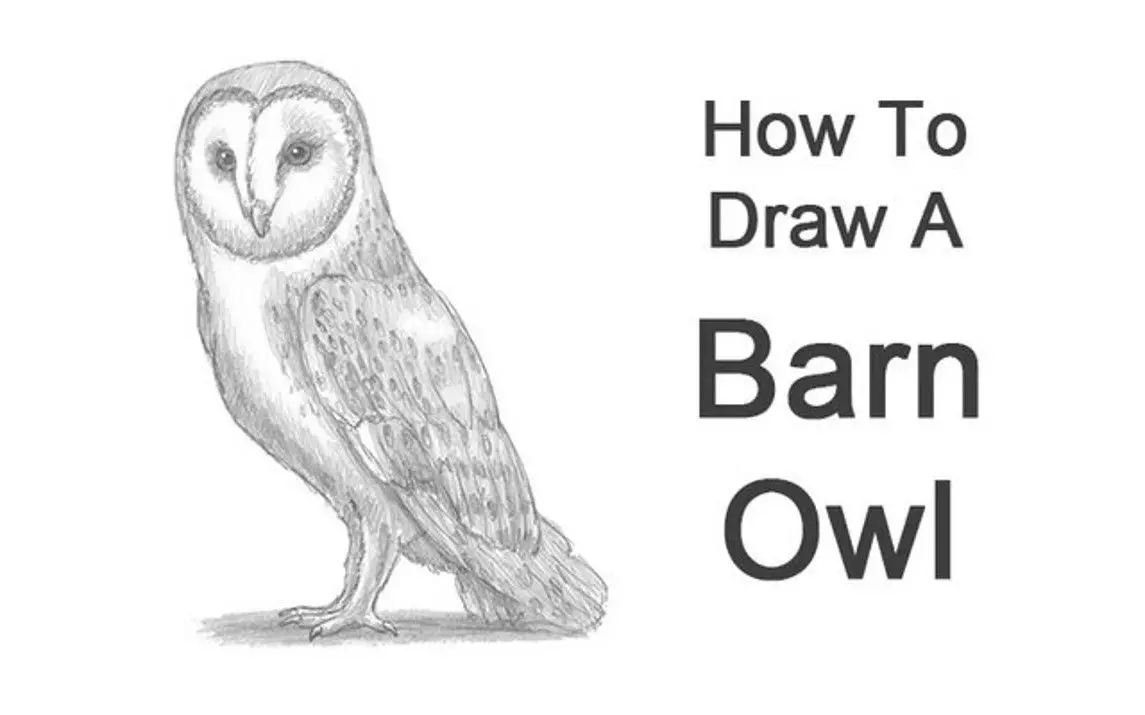 Majestic Barn Owl Drawing
