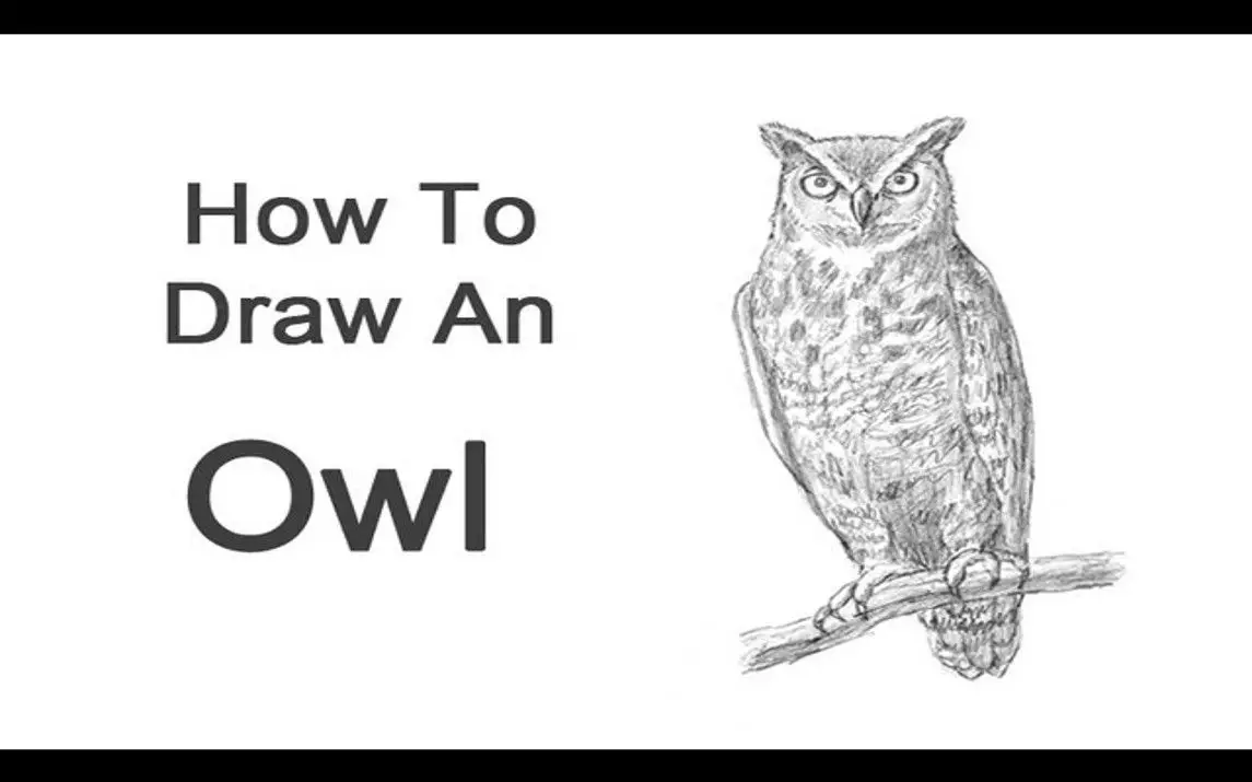 Detailed Owl Drawing Tutorial