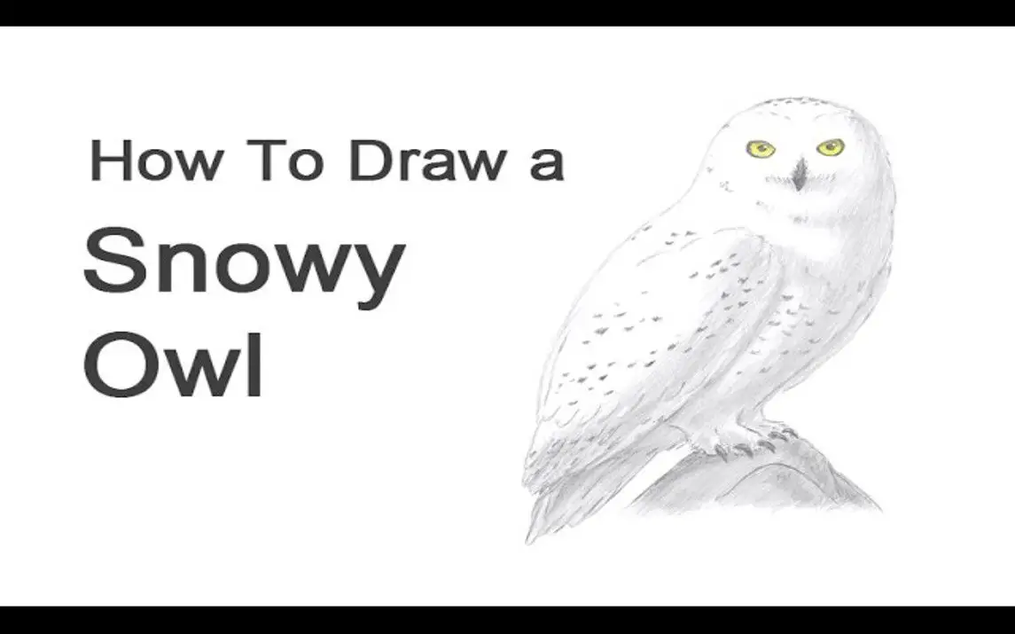 Beautiful Snowy Owl Drawing