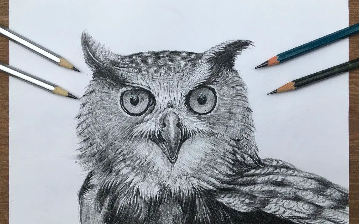 How To Draw An Owl: 10 Amazing and Easy Tutorials!