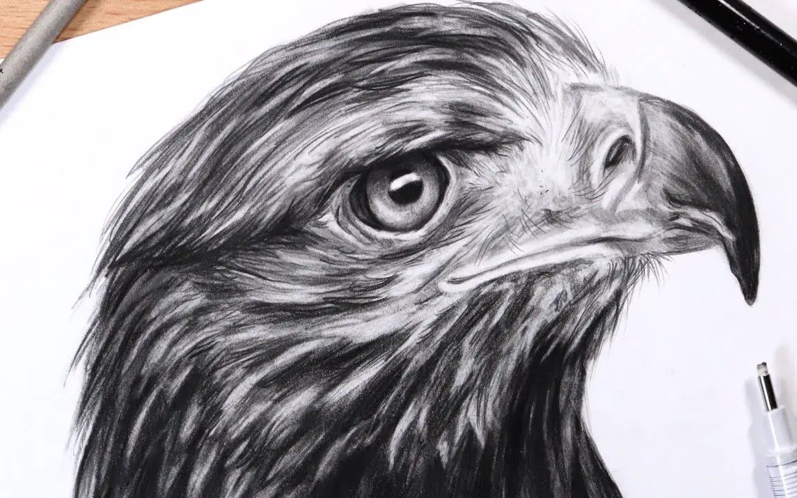 Realistic Eagle Head Drawing