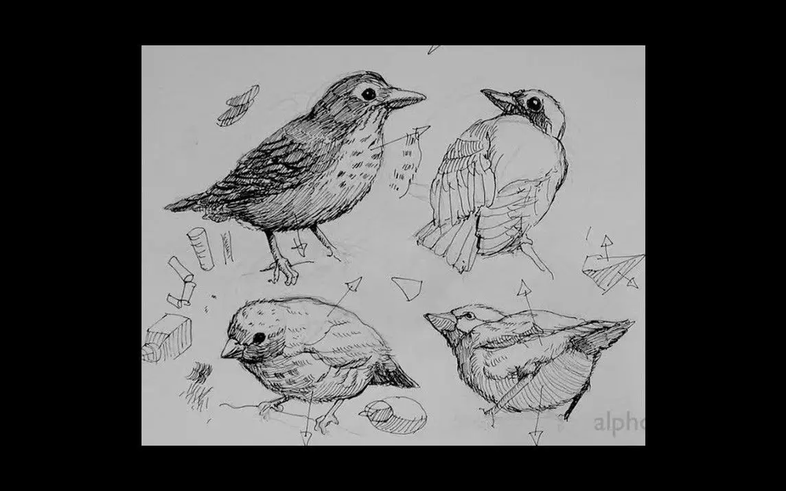 Step by Step Bird Drawing Tutorial