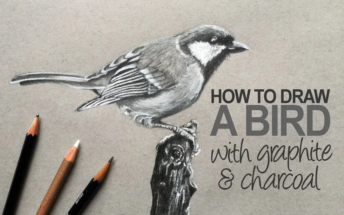 Realistic Bird Sketch