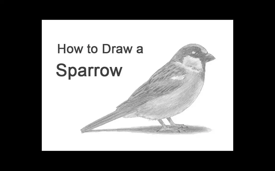 Quick and Easy Sparrow Sketch