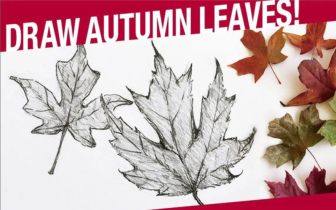 Step by Step Autumn Leaf Drawing Tutorial