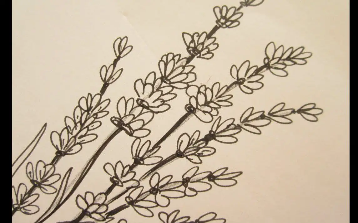 Lavender Drawing for Kids