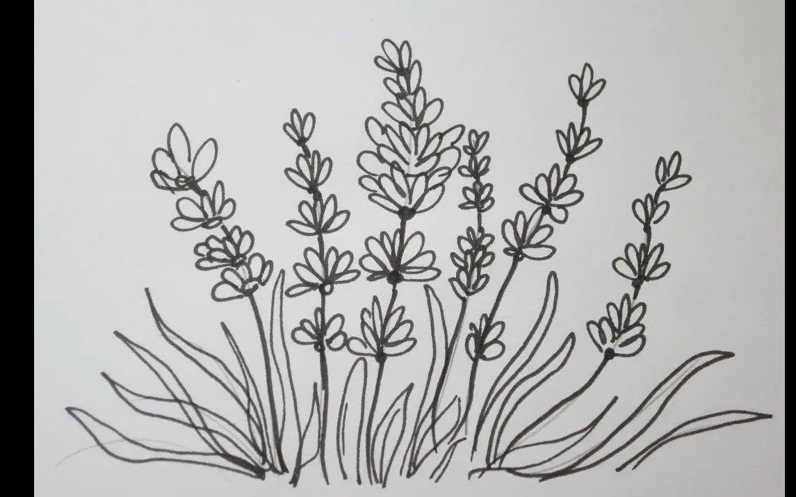 Basic Approach for Drawing Lavender Flowers